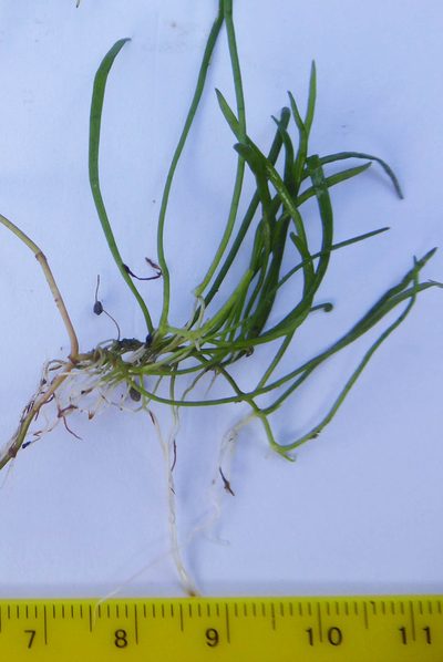 Lilaeopsis mauritiana, photographed by Peter de Lange
