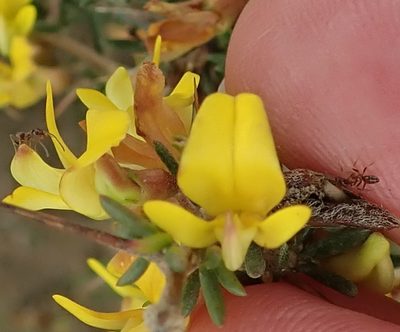 Aspalathus spinosa, photographed by Peter Warren