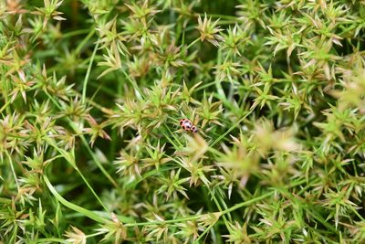 Juncus repens, photographed by NC Wetlands