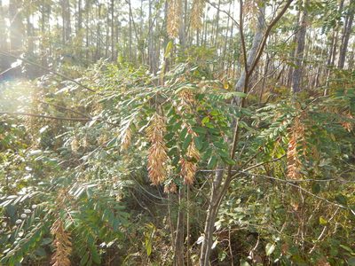 Alvaradoa amorphoides, photographed by stinger