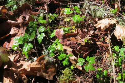 Coptis laciniata, photographed by Ed Alverson