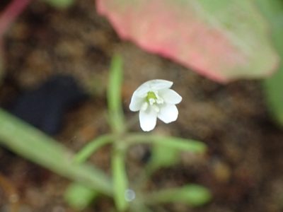 Meconella denticulata, photographed by George Williams