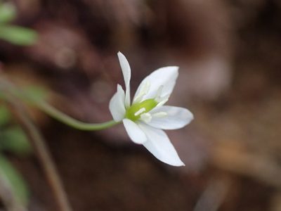Meconella denticulata, photographed by George Williams