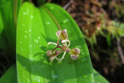 Scoliopus hallii, photographed by Ed Alverson