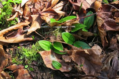 Scoliopus hallii, photographed by Ed Alverson