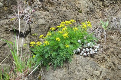 Lomatium hallii, photographed by Ed Alverson