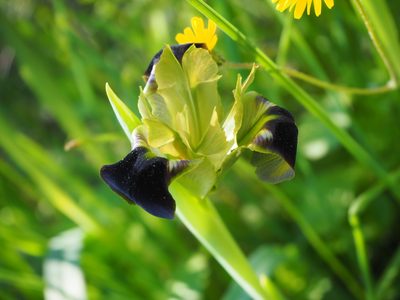 Iris tuberosa, photographed by silk128