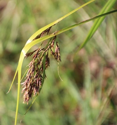 Scleria transvaalensis, photographed by Tony Rebelo