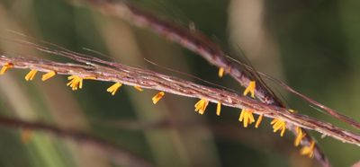 Trachypogon spicatus, photographed by Tony Rebelo