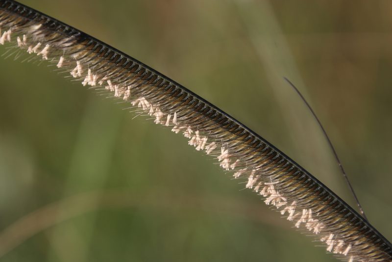 Ctenium concinnum, photographed by Tony Rebelo