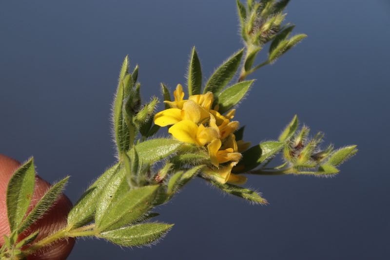 Leobordea pulchra, photographed by Tony Rebelo