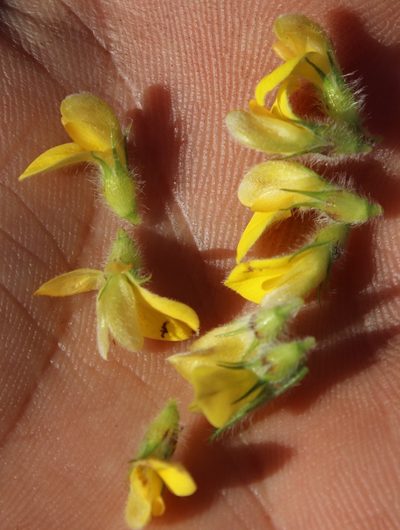 Leobordea pulchra, photographed by Tony Rebelo