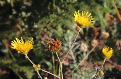 Berkheya setifera, photographed by Tony Rebelo