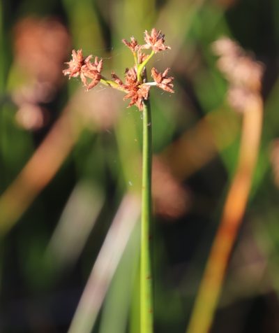 Schoenoplectiella brachyceras, photographed by Tony Rebelo