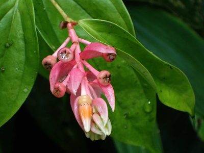 Cavendishia quereme, photographed by Eridan Xharahi