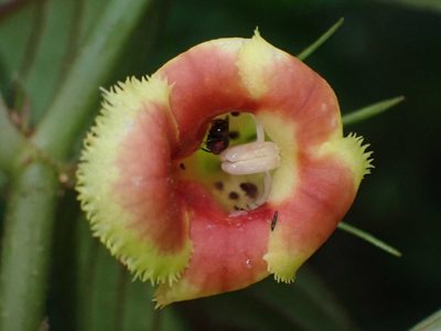 Drymonia warszewicziana, photographed by Eridan Xharahi