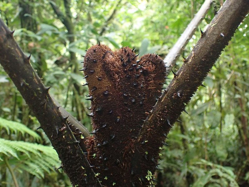 Alsophila firma, photographed by Eridan Xharahi
