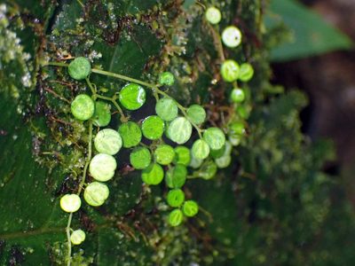 Peperomia emarginella, photographed by Eridan Xharahi