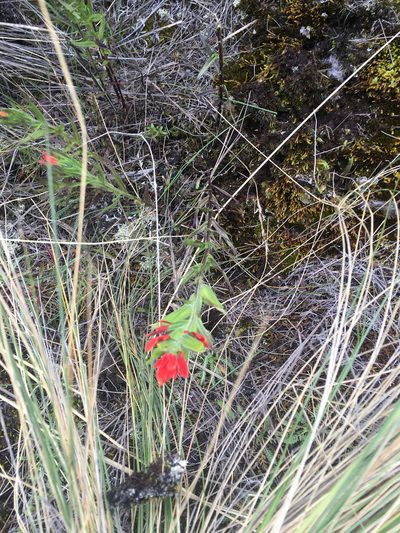 Castilleja virgata, photographed by Ben Hayden