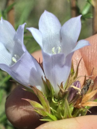 Prismatocarpus cliffortioides, photographed by kevin koen