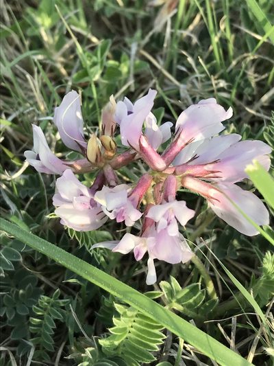 Astragalus plattensis, photographed by Luke Padon