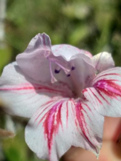 Gladiolus roseovenosus, photographed by kevin koen