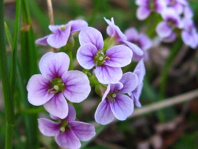 Cardamine purpurea, photographed by Robbie Hannawacker