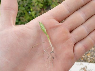 Bromus brevis