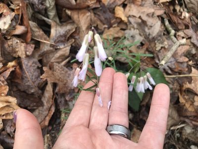 Cardamine dissecta, photographed by juniper_likethetree