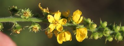 Agrimonia bracteata, photographed by Tony Rebelo