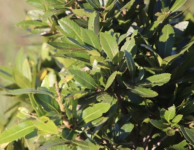Myrica pilulifera, photographed by Tony Rebelo