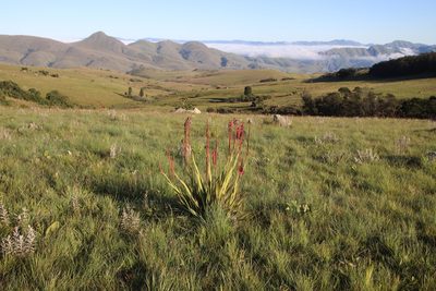 Watsonia pulchra, photographed by Tony Rebelo