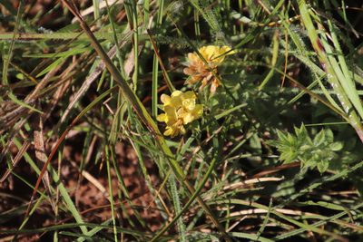 Leobordea eriantha, photographed by Tony Rebelo