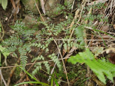 Adiantum fulvum, photographed by Bruce Calvert