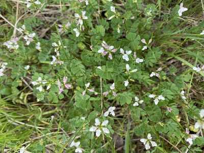 Coronilla cretica, photographed by Gary Rogers