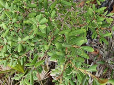 Lyonia ferruginea, photographed by Arturo Santos