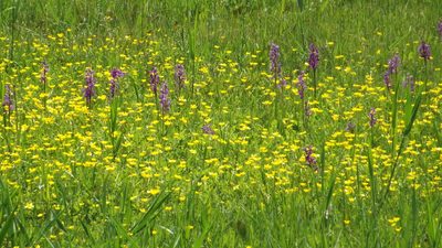 Anacamptis palustris, photographed by Gergely Nigg
