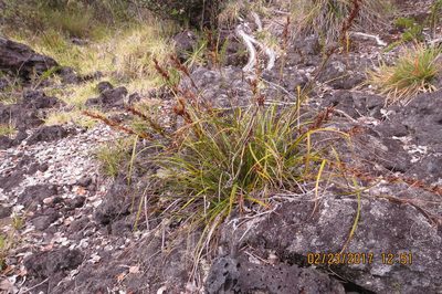 Morelotia gahniiformis, photographed by Steve Wells