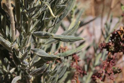Reseda villosa, photographed by Olivier Argagnon