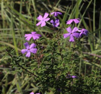 Jamesbrittenia grandiflora, photographed by Tony Rebelo
