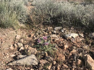 Astragalus holmgreniorum, photographed by Stephanie Taylor