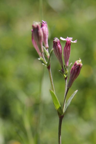 Silene diversifolia, photographed by Olivier Argagnon