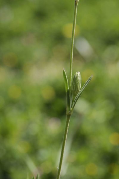 Silene diversifolia, photographed by Olivier Argagnon
