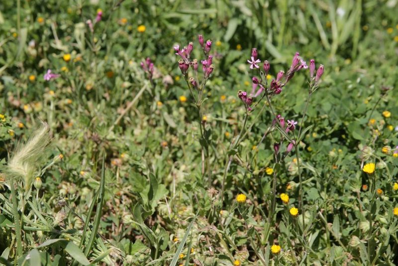Silene diversifolia, photographed by Olivier Argagnon