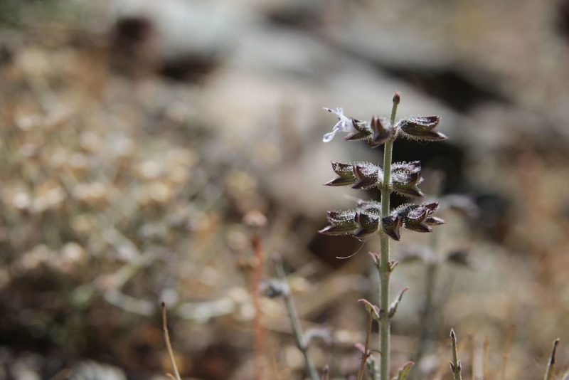 Salvia aegyptiaca, photographed by Olivier Argagnon
