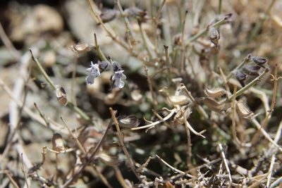 Salvia aegyptiaca, photographed by Olivier Argagnon