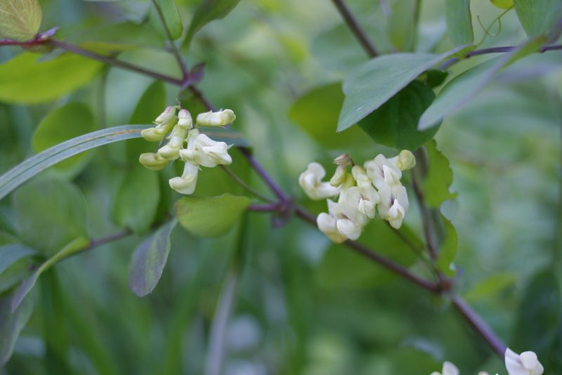 Lathyrus holochlorus, photographed by Ed Alverson