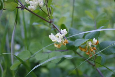 Lathyrus holochlorus, photographed by Ed Alverson