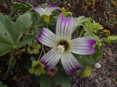 Malva pacifica, photographed by Tom Wainwright