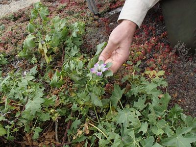 Malva pacifica, photographed by Tom Wainwright